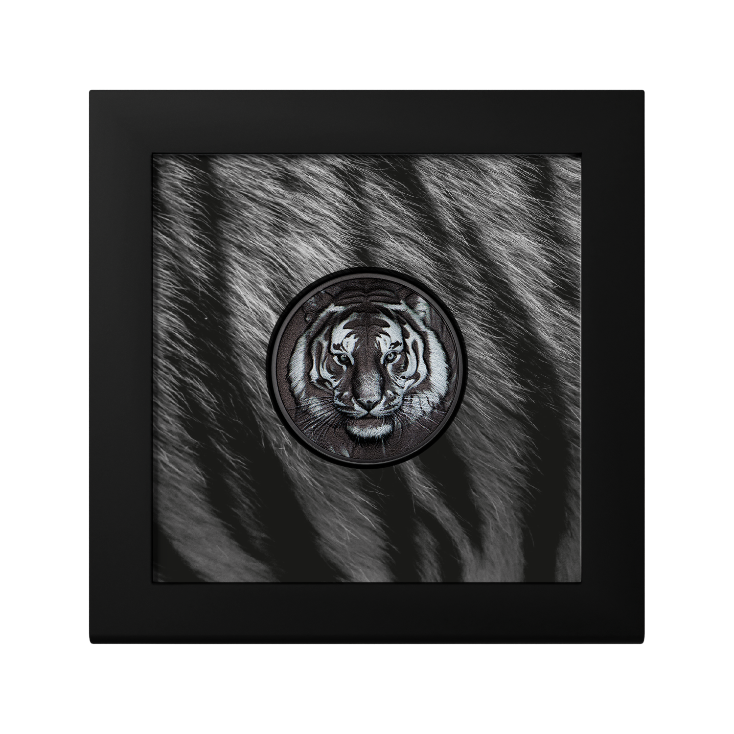 2025 $5 Black and White: Tiger - Pure Silver Coin