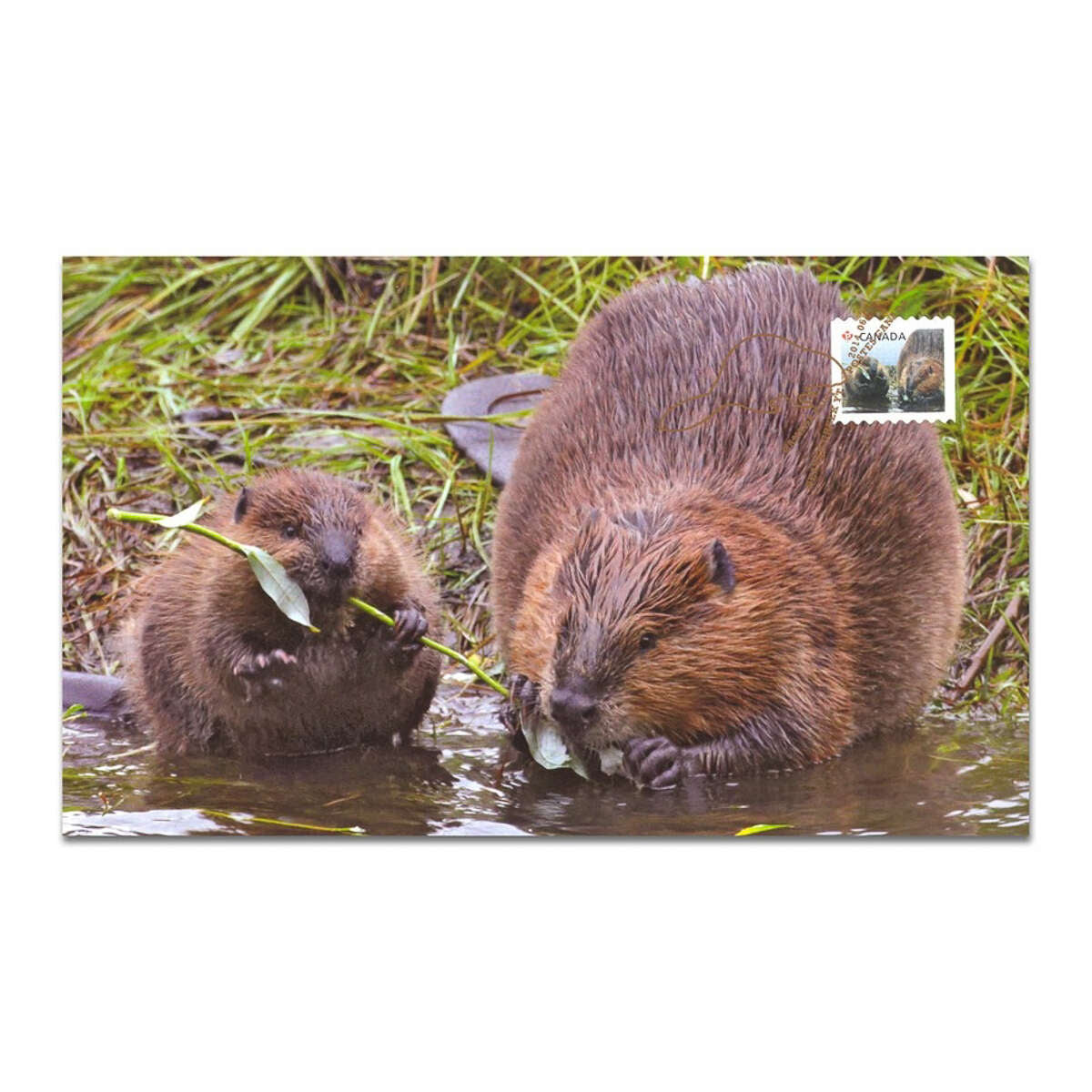 2014 $20 Baby Animals: Beaver - Pure Silver Coin and Stamp Set