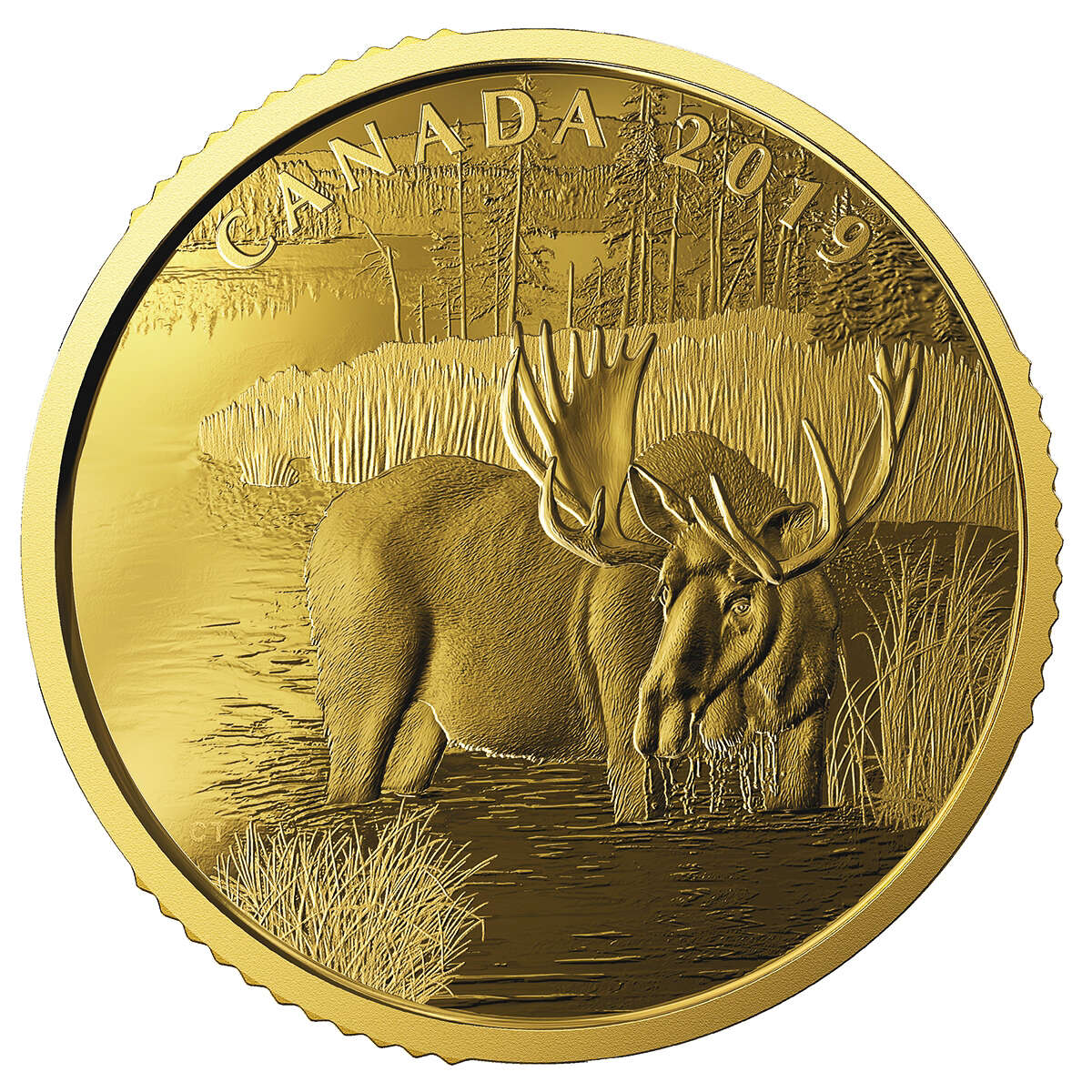 2019 $200 Canadian Moose - Pure Gold Coin