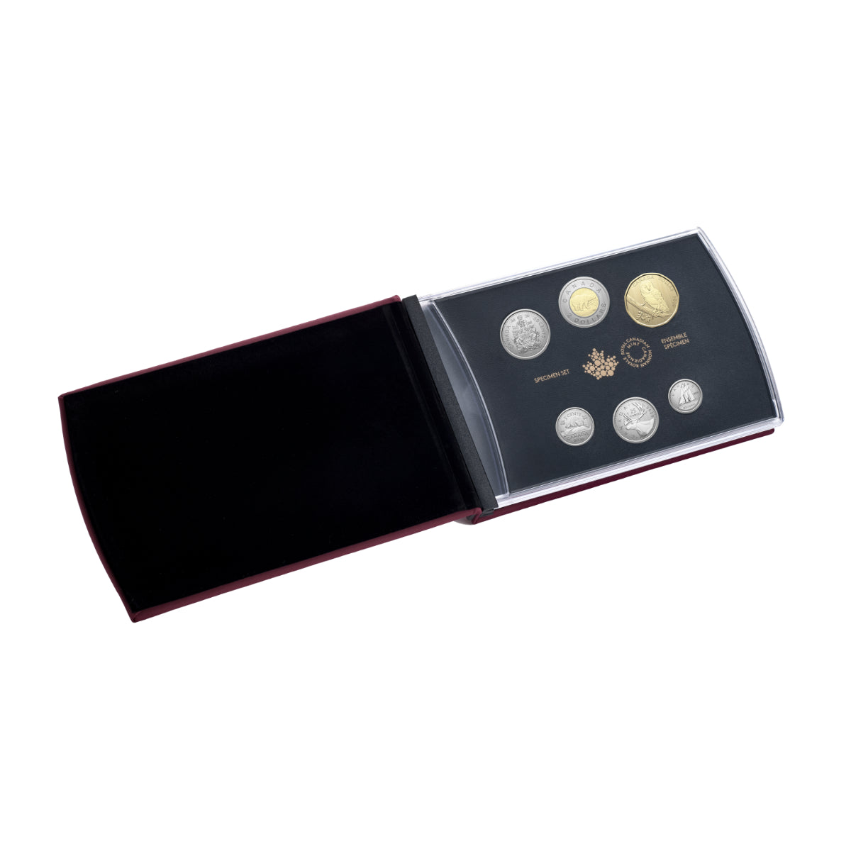 2026 Conservation Stories: Barn Owl - Specimen Set