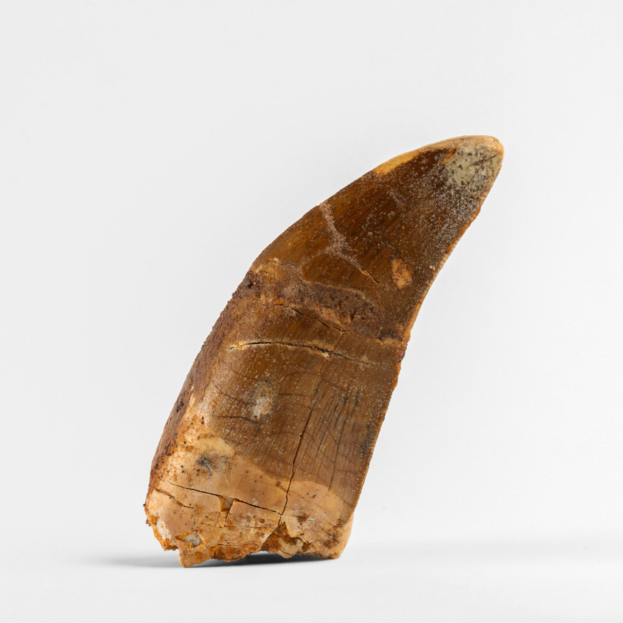 2026 $5 Jurassic Relics: Carcharodontosaurus - Pure Silver Coin