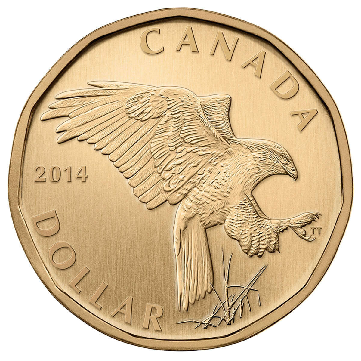 2014 Specimen Set: Ferruginous Hawk