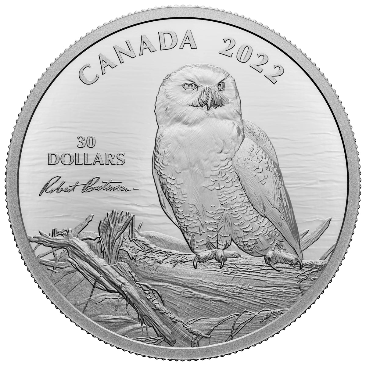 2022 $30 Snowy Owl on Driftwood, By Robert Bateman - Pure Silver Coin