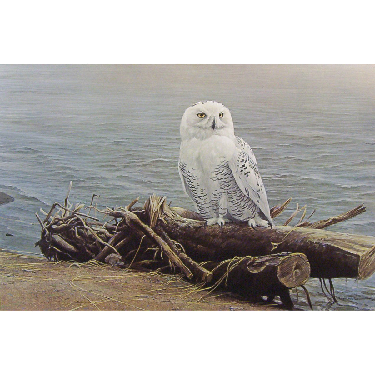 2022 $30 Snowy Owl on Driftwood, By Robert Bateman - Pure Silver Coin